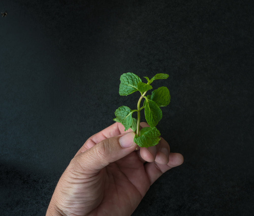 across cultures and continents for centuries, and modern research continues to validate what traditional healers always knew.