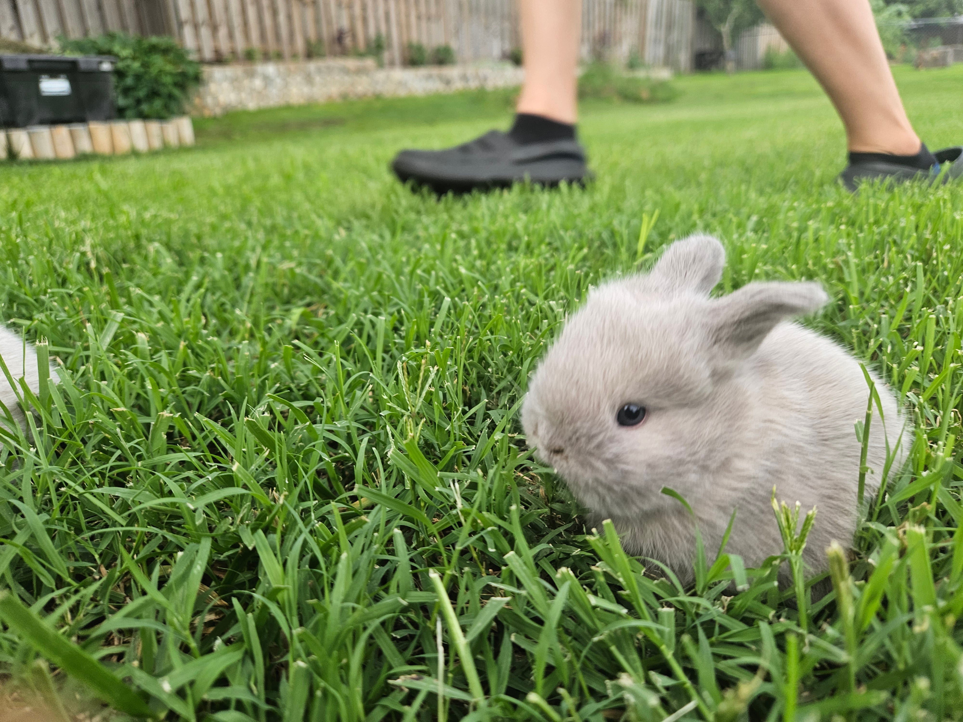Bunny #2- Lilac