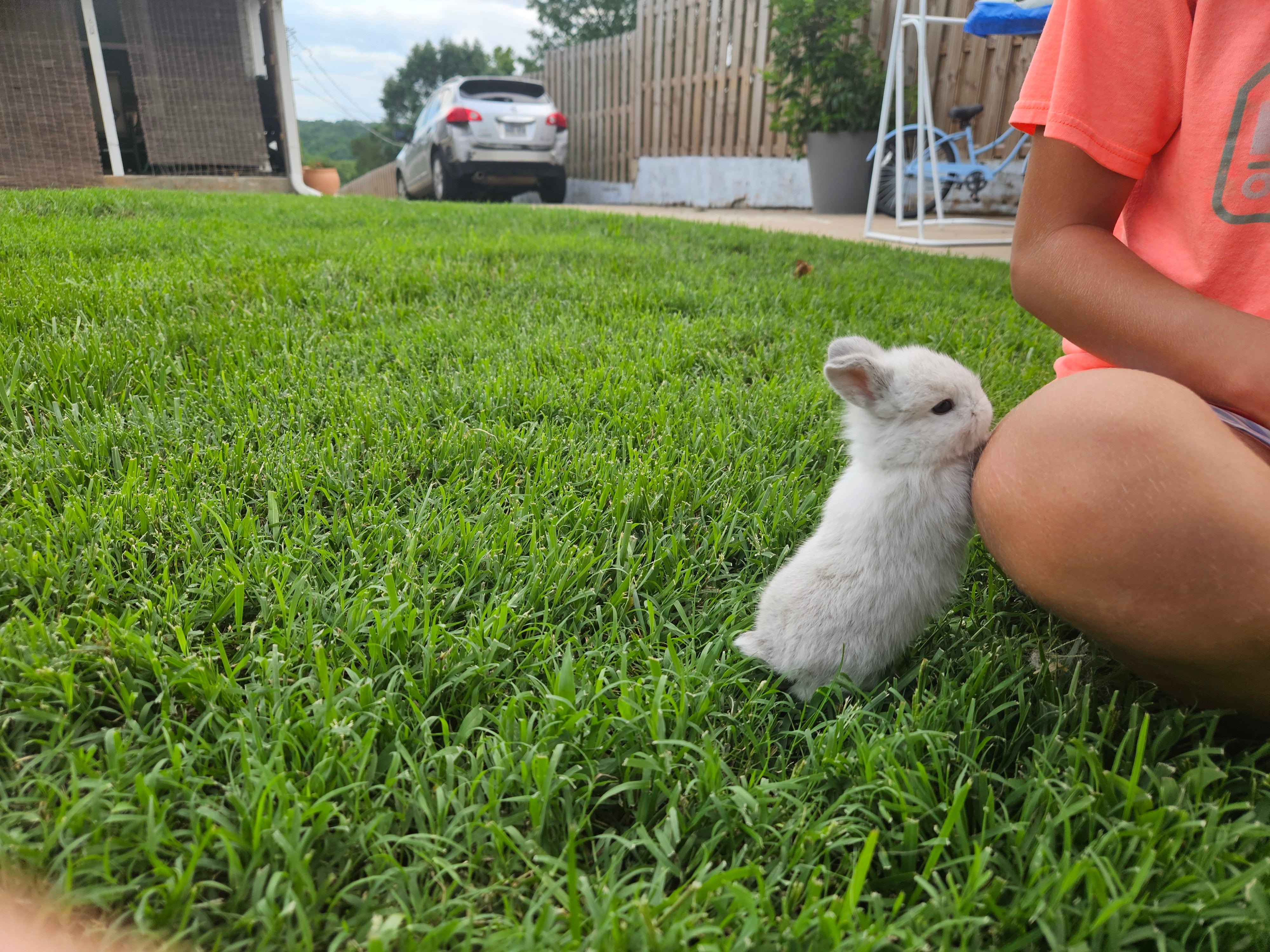 Bunny #1- Sable Squirrel Doe-PENDING