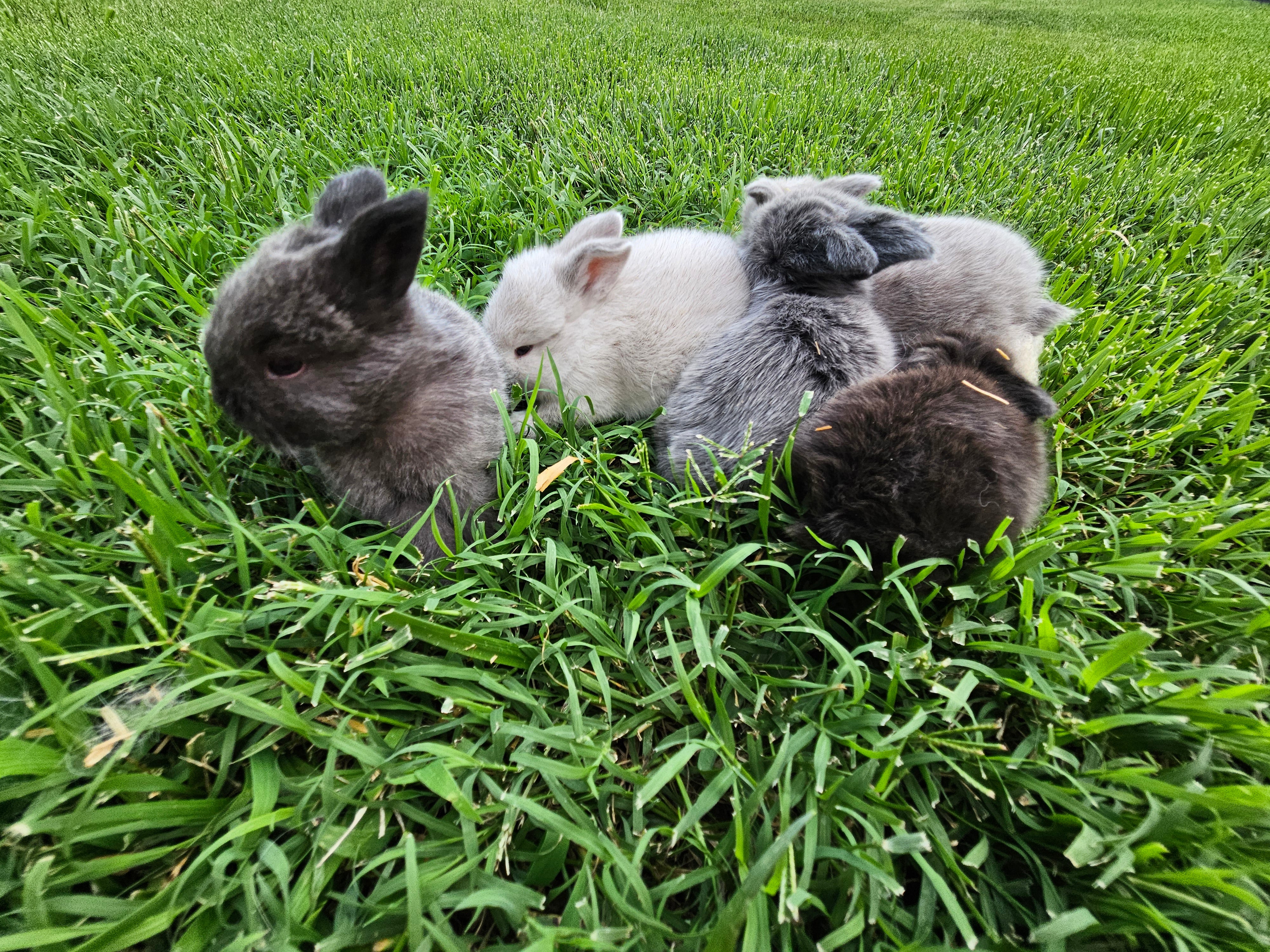 Deposit (Reserve a Mini Lop)
