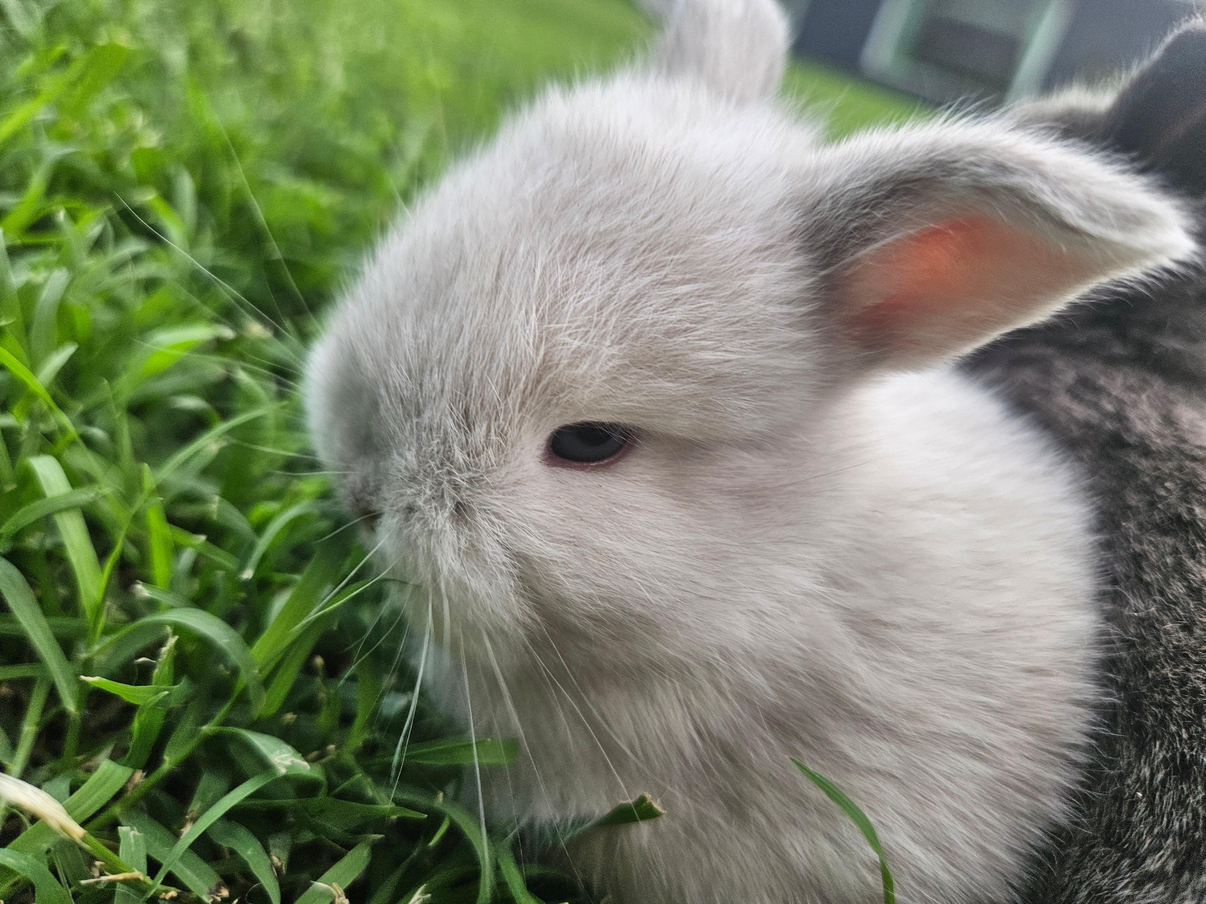 Bunny #1- Sable Squirrel Doe-PENDING