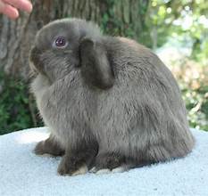 Bunny #3- Smoke Pearl Doe- PENDING