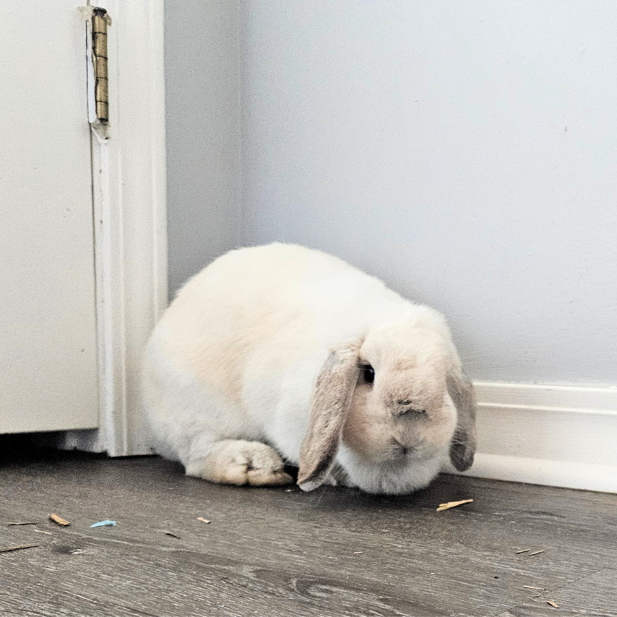 Bunny #2- Lilac