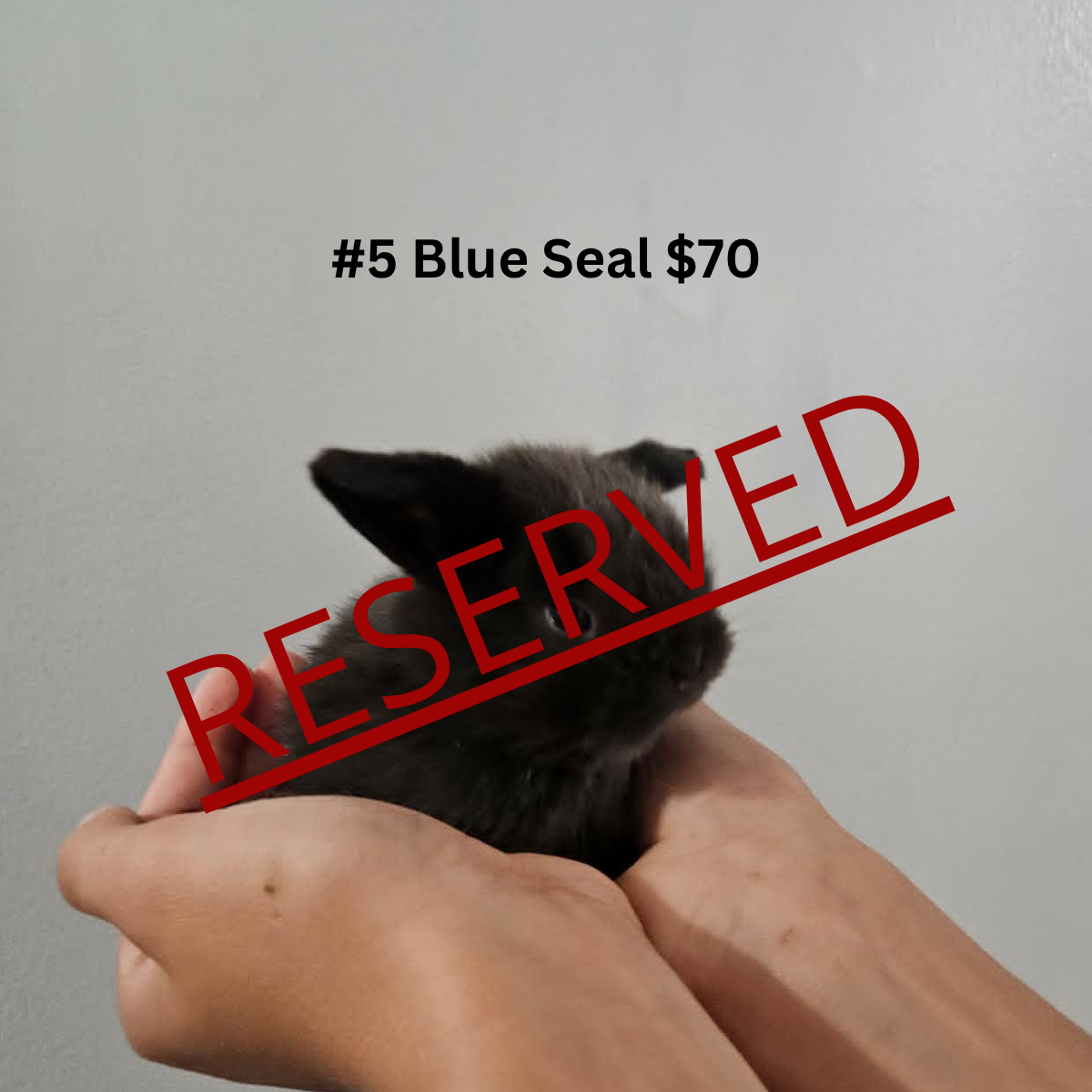 Bunny #5- Blue Seal Doe-PENDING