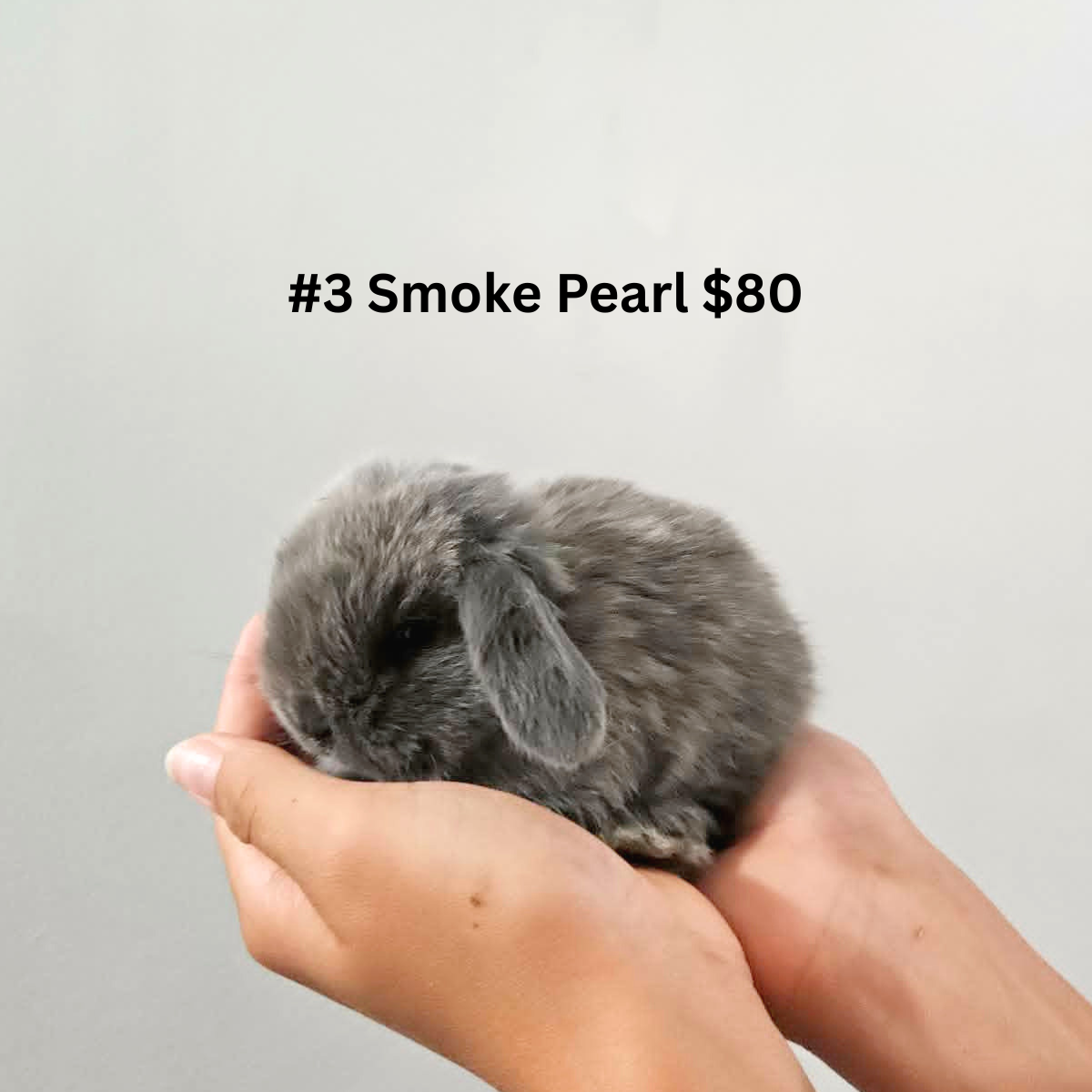 Bunny #3- Smoke Pearl Doe- PENDING