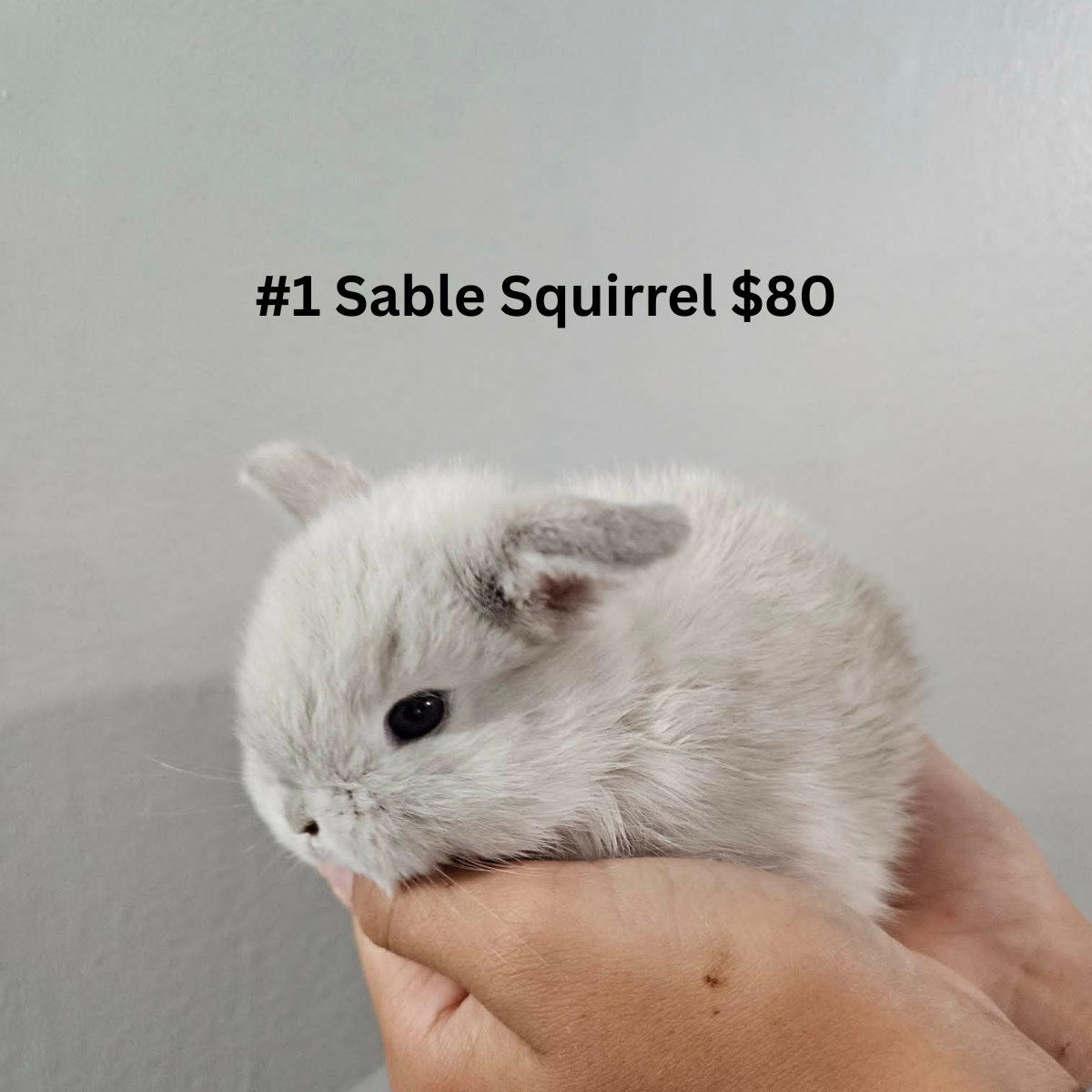 Bunny #1- Sable Squirrel Doe-