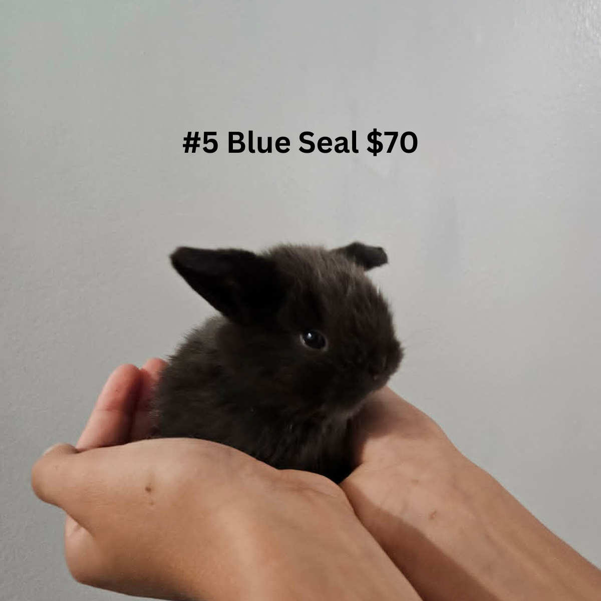 Bunny #5- Blue Seal Doe