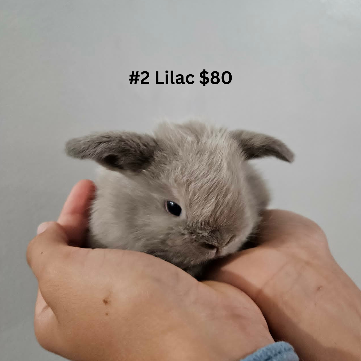 Bunny #2- Lilac Buck- PENDING