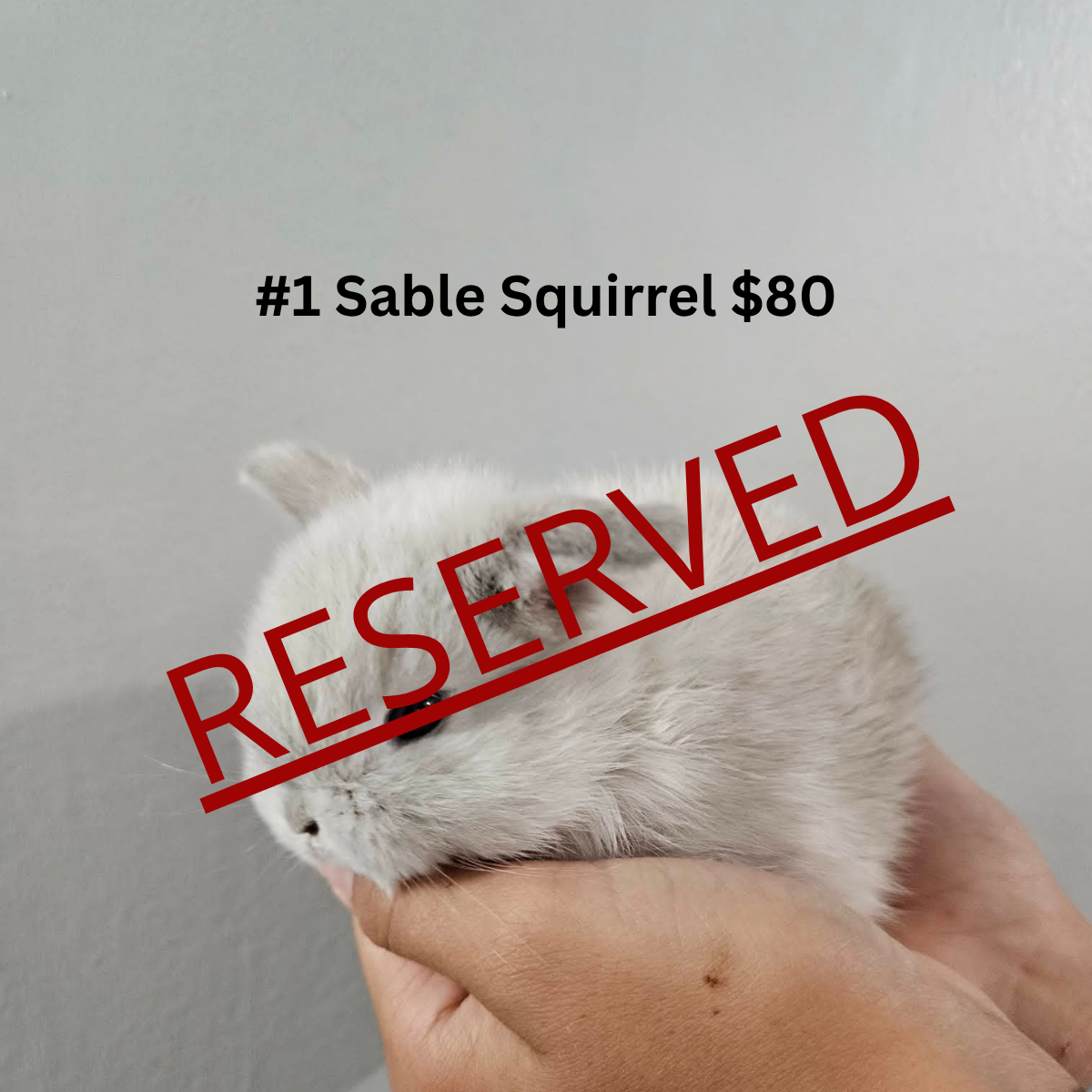 Bunny #1- Sable Squirrel Doe-PENDING