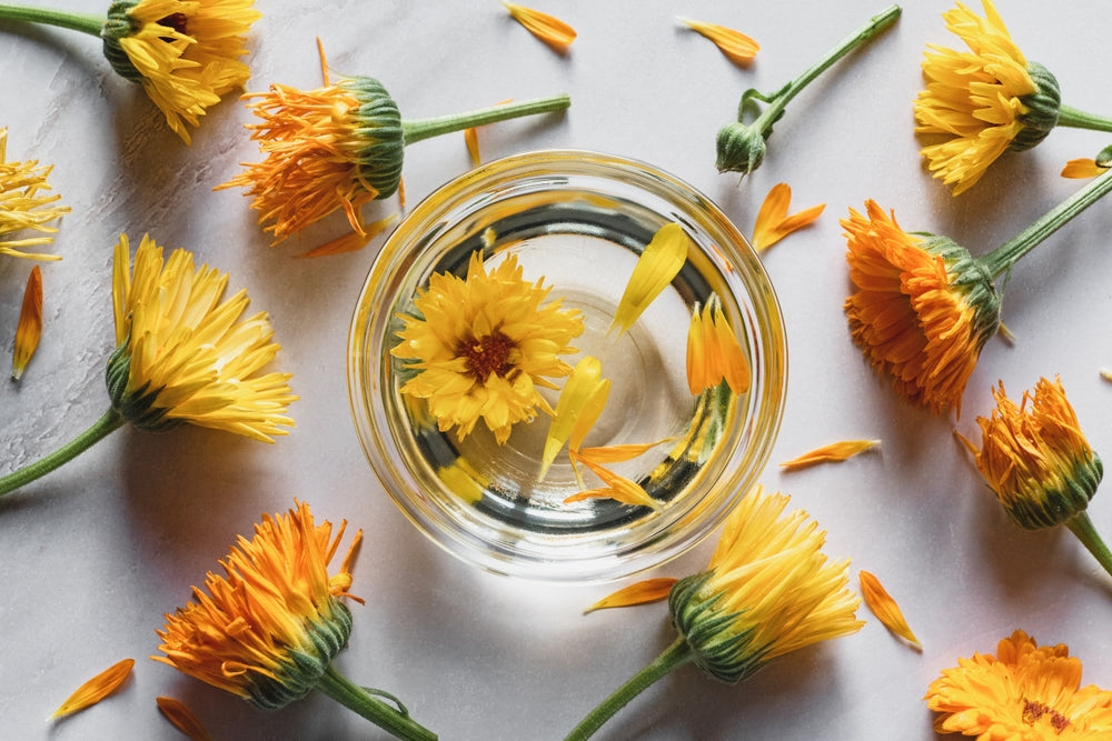 Bottle of calendula oil with packaging and dried calendula flowers. natural herbal skin oil acial oil plant healing aloe vera