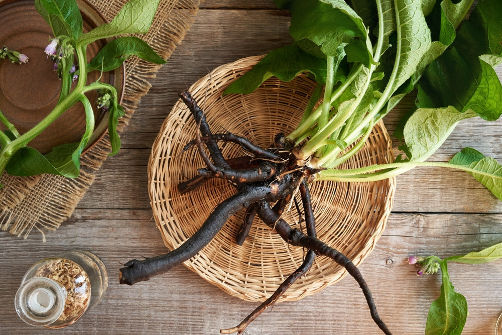 Comfrey- The Healer