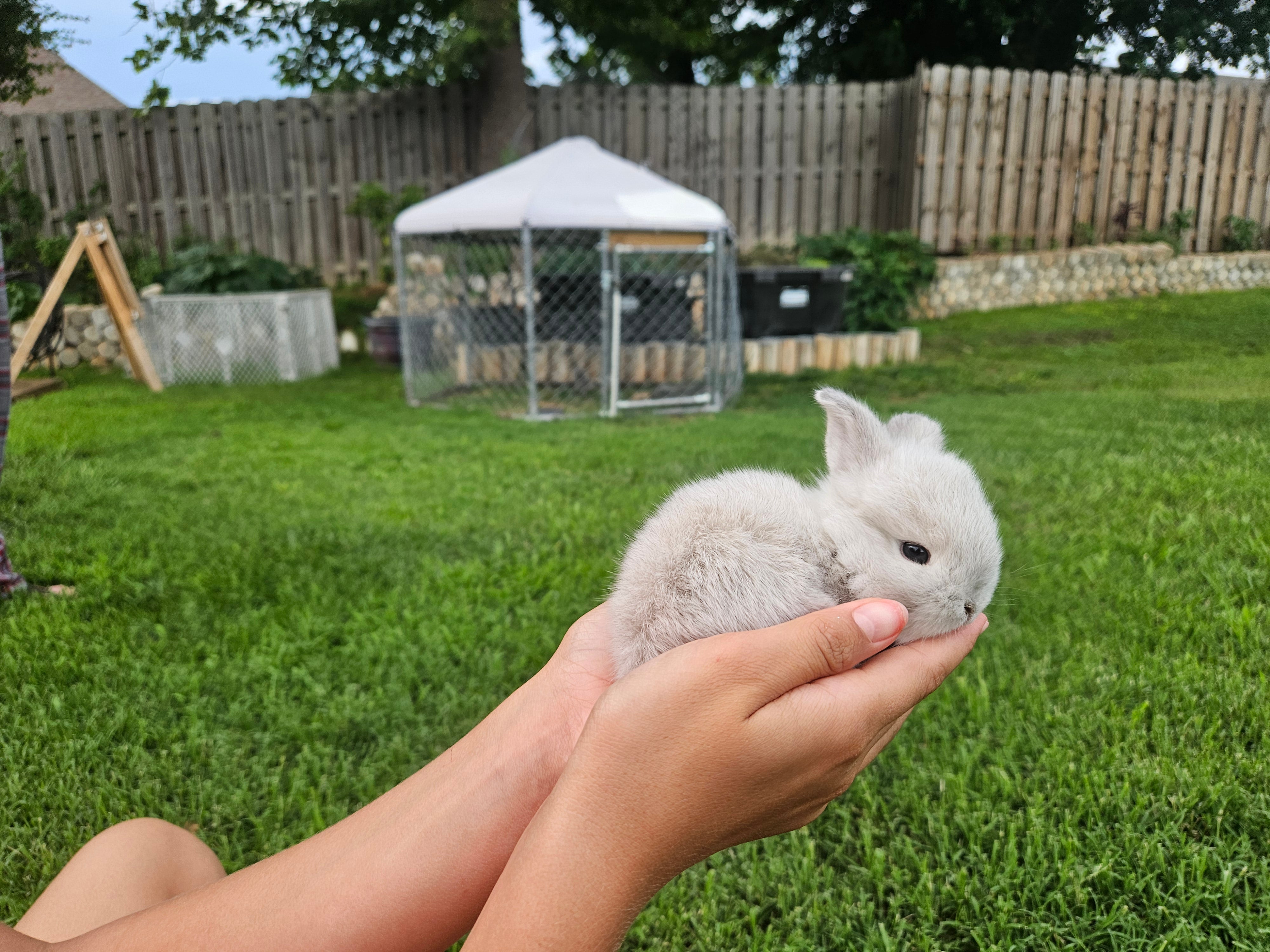 Bunny #1- Sable Squirrel Doe-