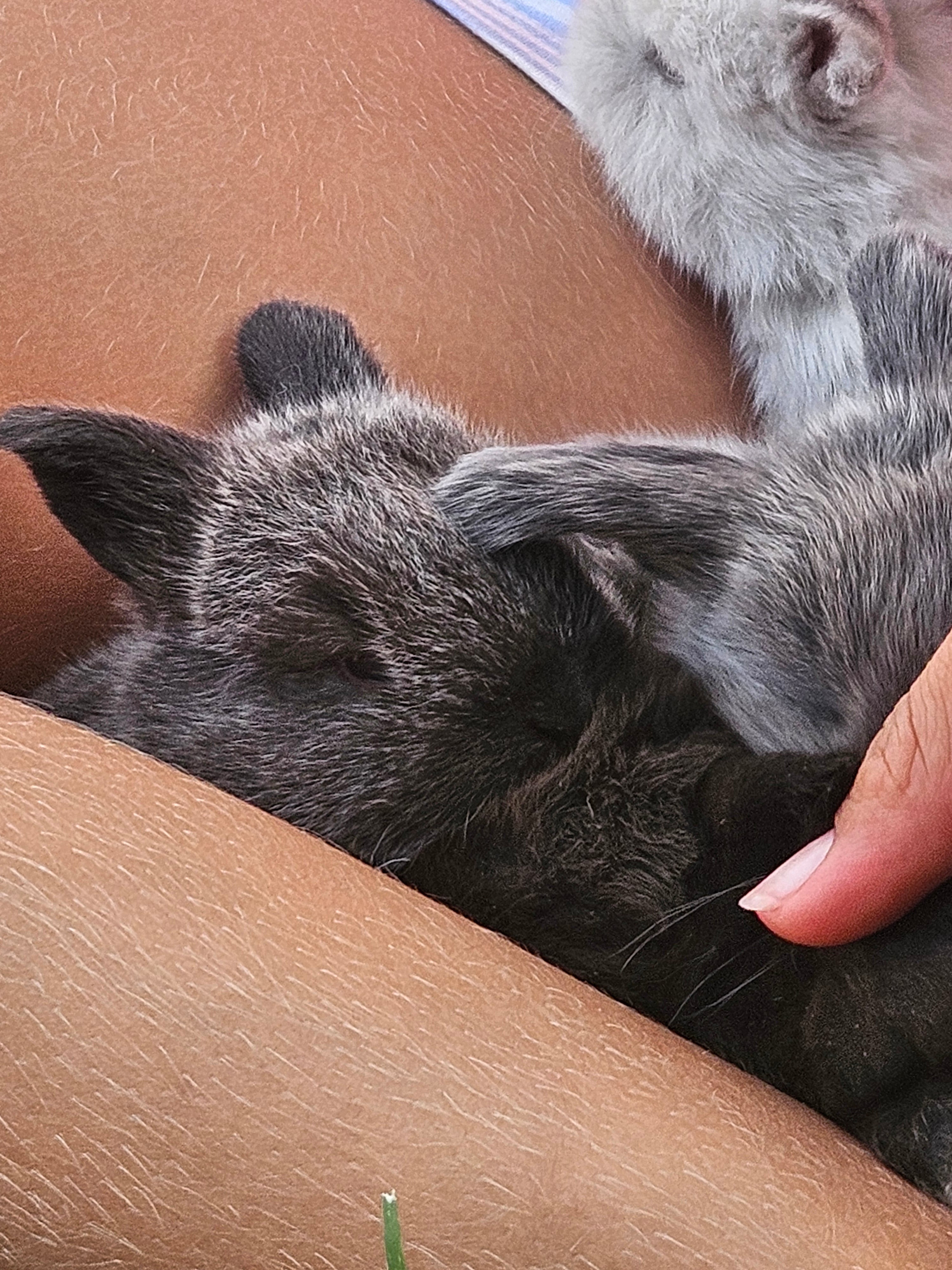 Bunny #4- Chinchilla Doe