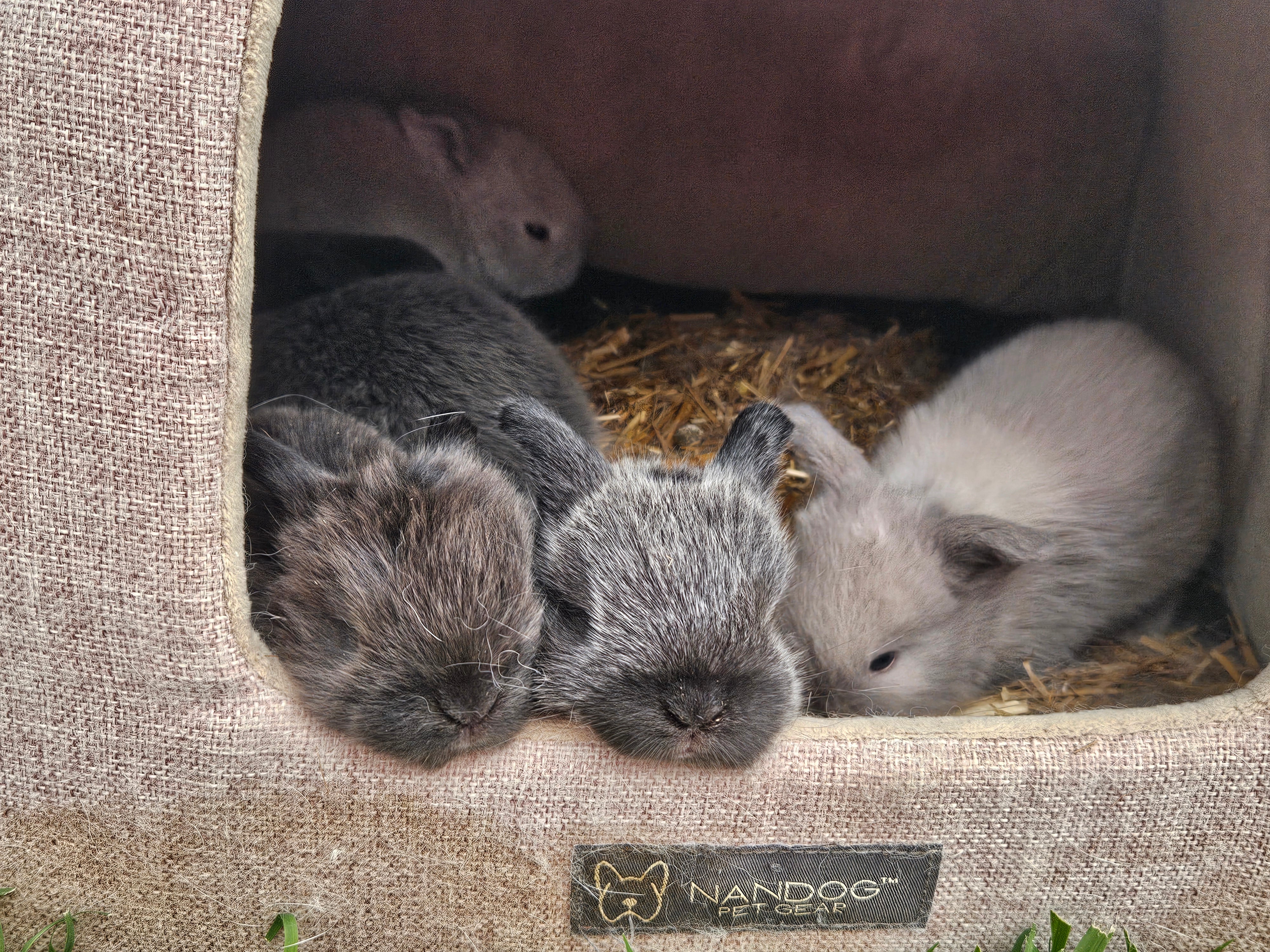 Deposit (Reserve a Mini Lop)