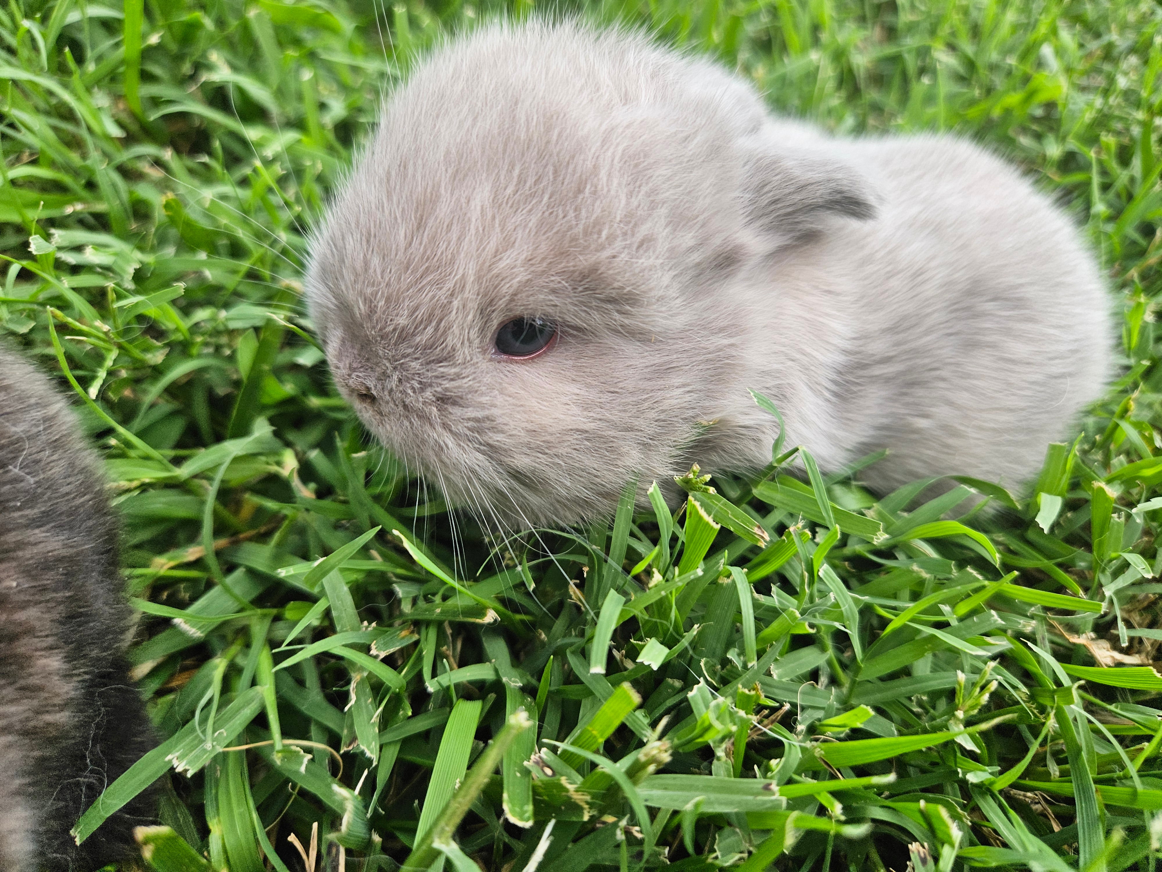 Bunny #2- Lilac