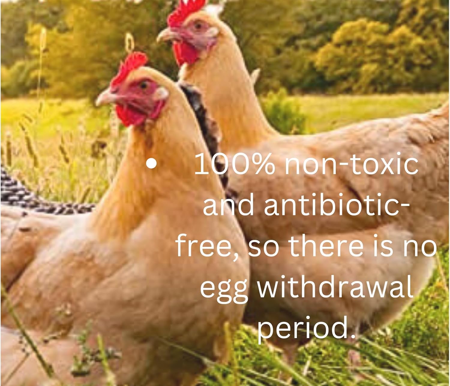 Serendipitous Summer Farms Large 2 oz Happy Hens- All Purpose First Aid Poultry Balm. 100% Natural and Organic Comfrey Salve. for Pecking Wounds/Sores