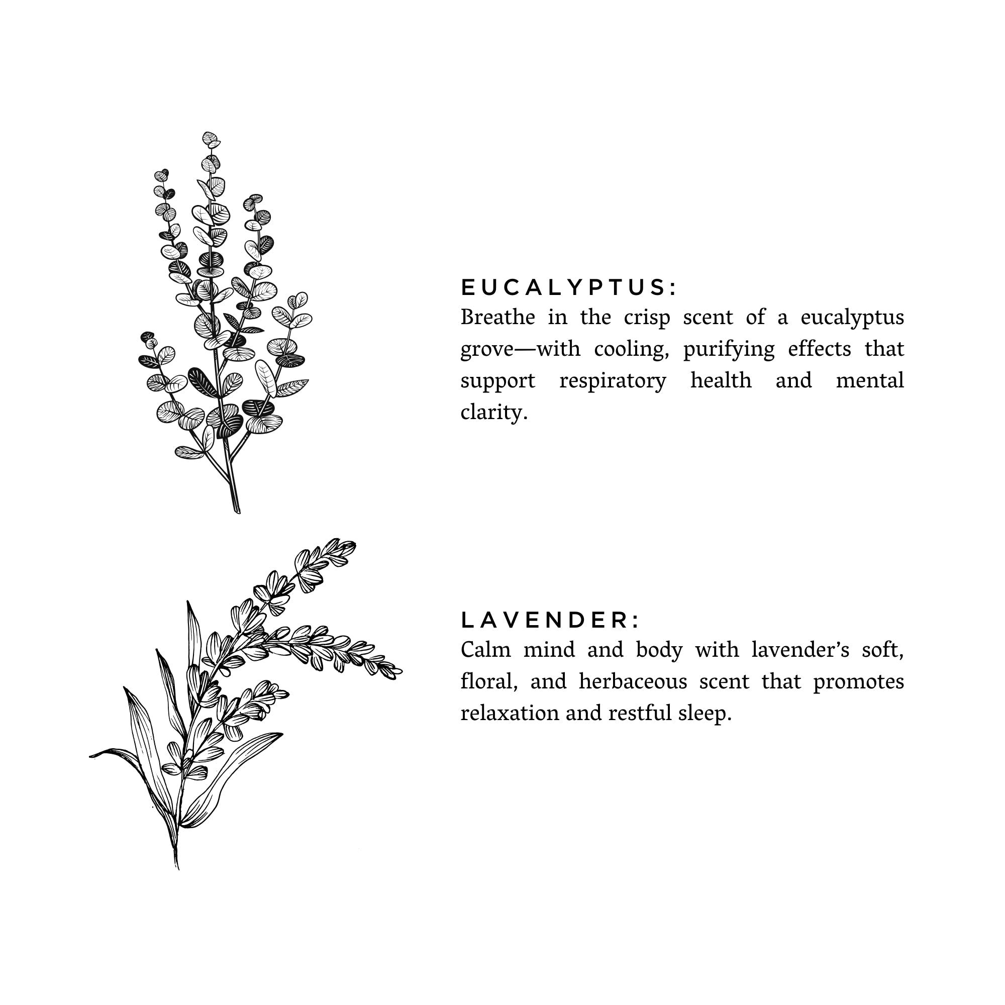 Illustrations of eucalyptus and lavender with descriptive text on a white background. Transform your space into a serene retreat with our new&nbsp;Signature 3-Wick Candle in&nbsp;Eucalyptus + Lavender&nbsp;— a sweet, calming blend designed to fill larger spaces with soft, natural fragrance and a warm, even glow. Topped with a black metal lid.

Hand-poured in Austin, Texas, this candle is crafted with 100% soy wax and pure essential oils, offering a clean, non-toxic burn you can feel good about.
