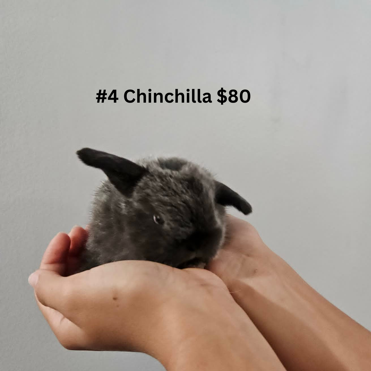 Bunny #4- Chinchilla Doe