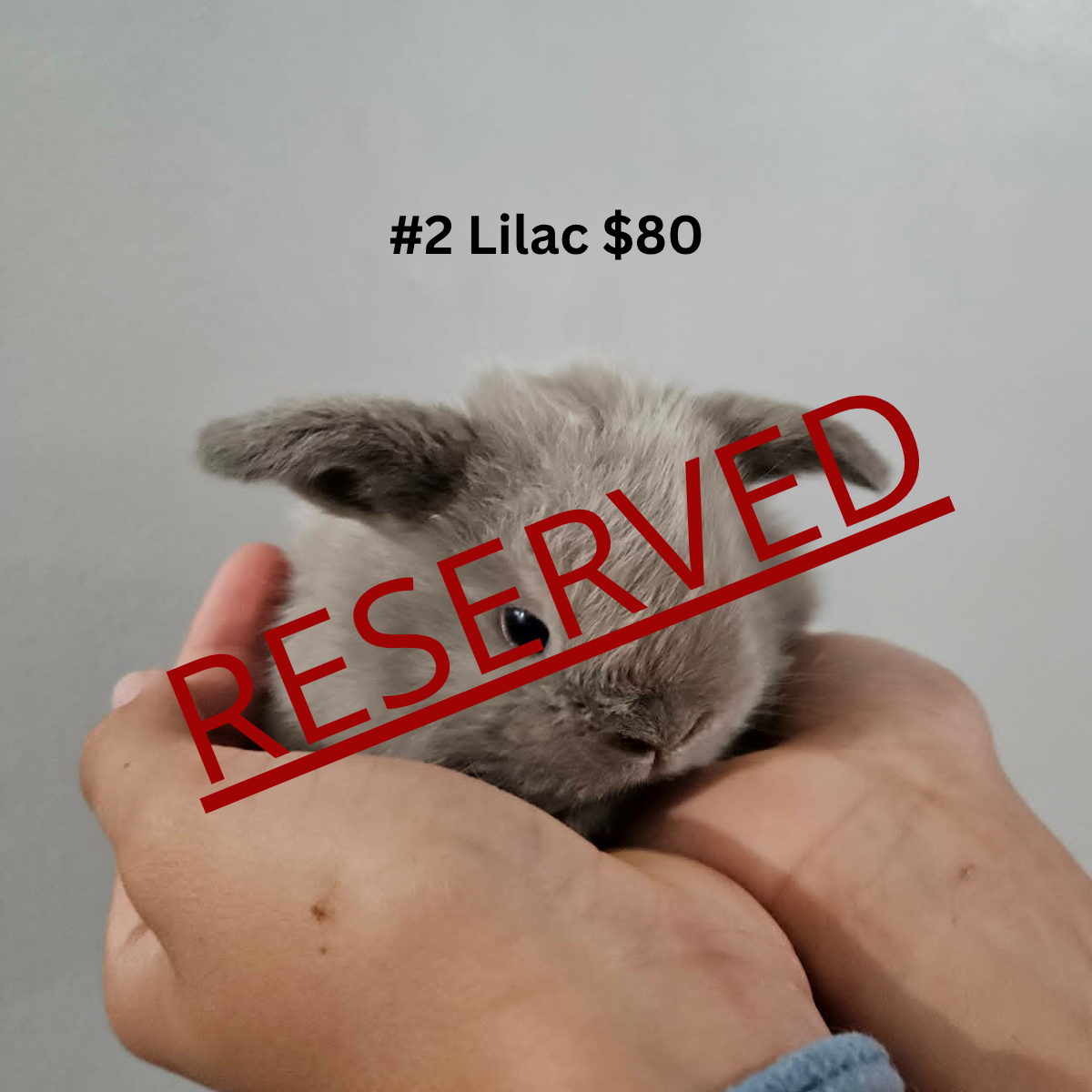 Bunny #2- Lilac Buck- PENDING