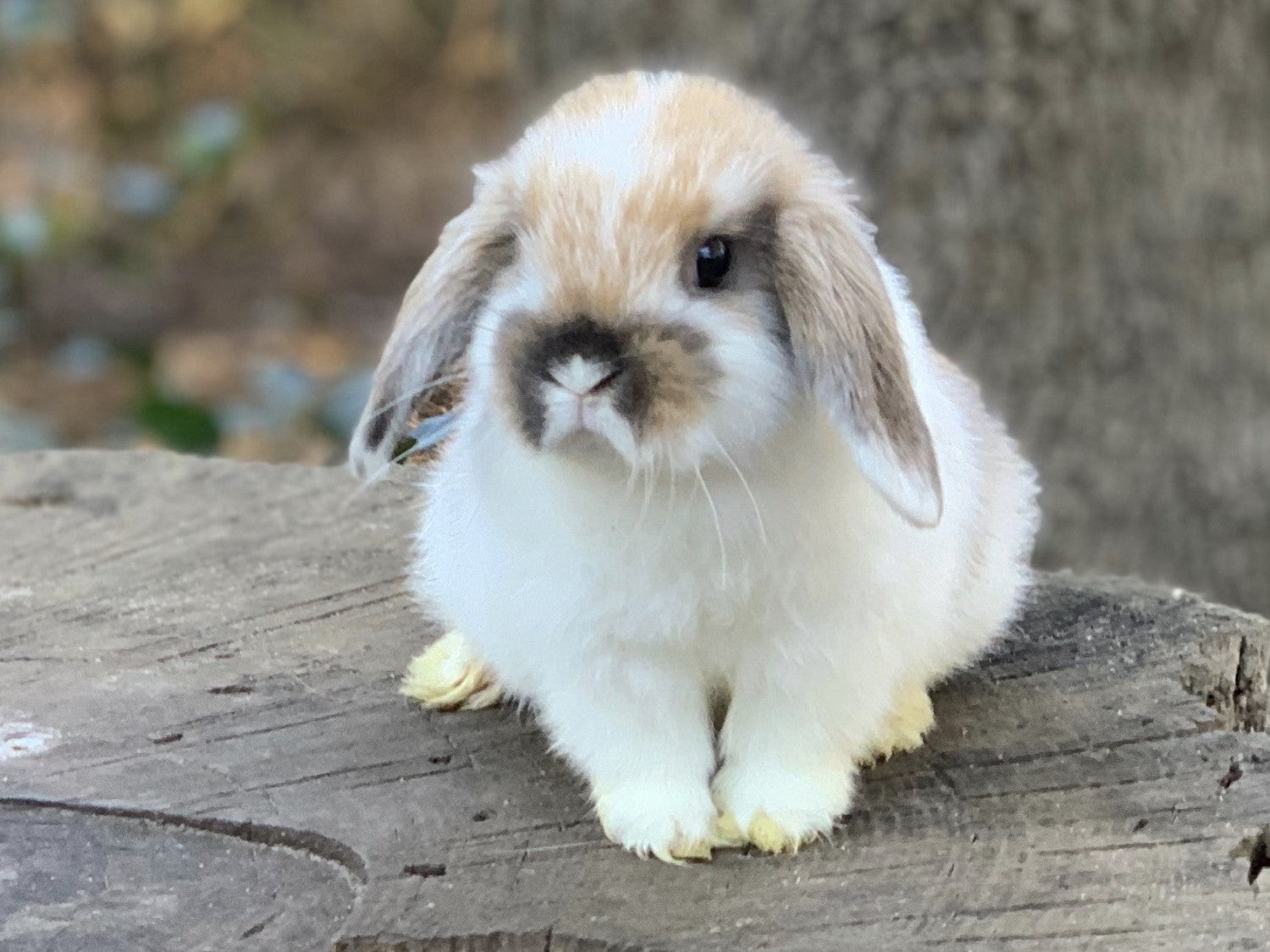 Bunny #2