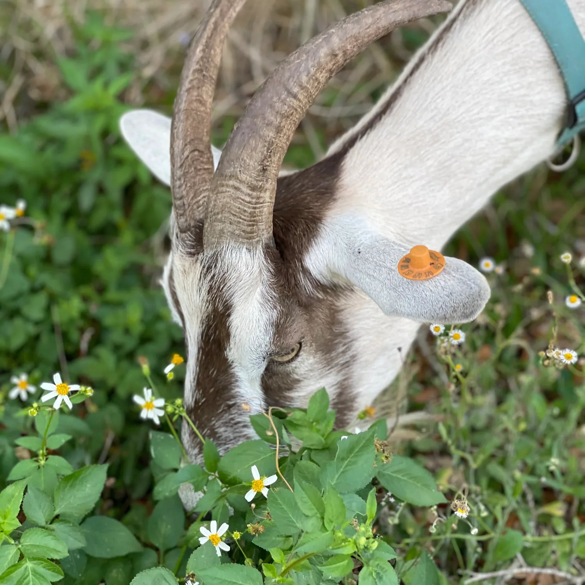 Goat grazing on green plants with flowers in a natural setting. Before and after comparison of a hand with visible skin conditions on a tiled wall background. eczema and psoriasis on hands. Pretty Farm Girl | Pure Tallow + Honey Fragrance Free Handmade Tallow and Goat Milk Soap Bar for skin